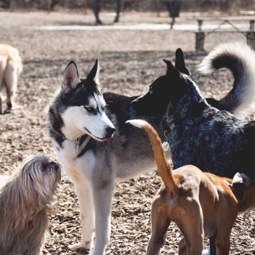 Dogs Doing Some Research!