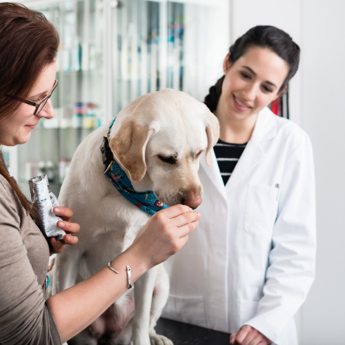 dog, veterinarian, intranasal canine adenovirus vaccine