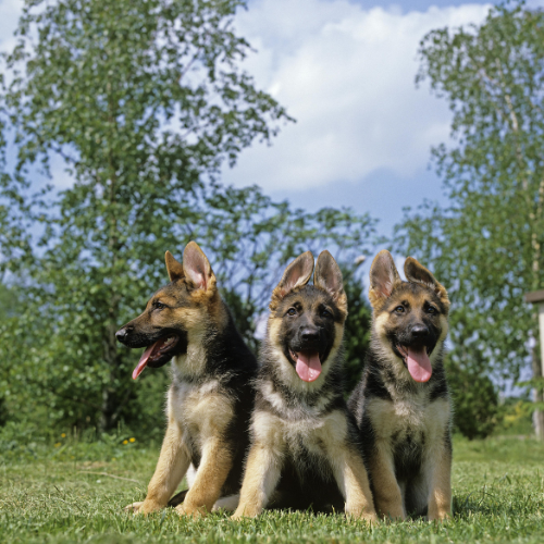 A Dog's Paws, adenovirus vaccine