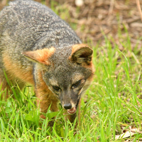 Island Fox, Adenovirus, a dog's paws