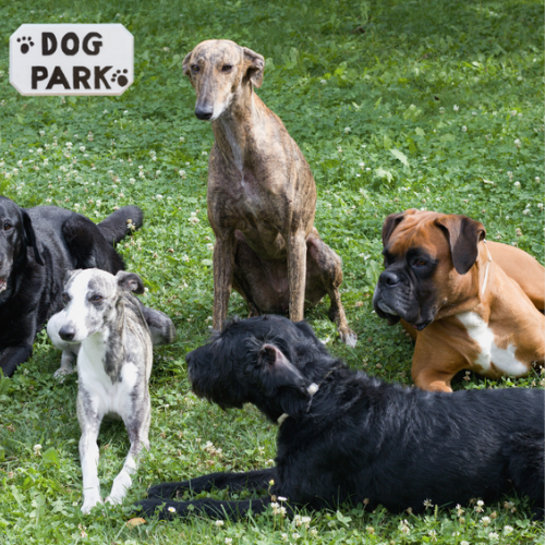 Dogs can get bordetella - kennel cough - at dog parks