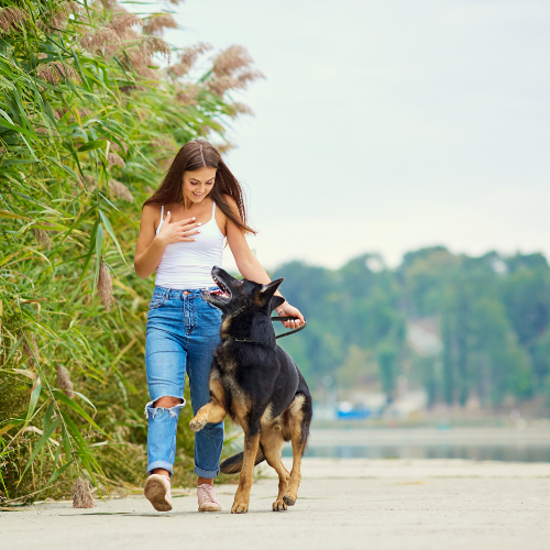 A Dog's Paws, Training, General Care