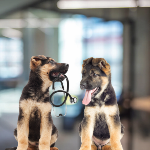 German Shepherds at the Vet, A Dog's Paws, dogs, veterinarians