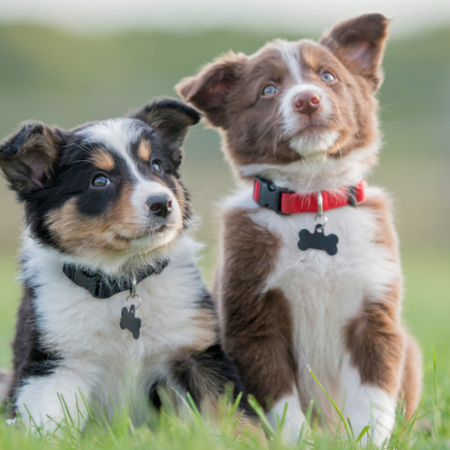 Puppy Care, A Dog's Paws