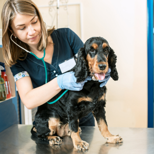 Veterinarian Checking Dog, A Dog's Paws